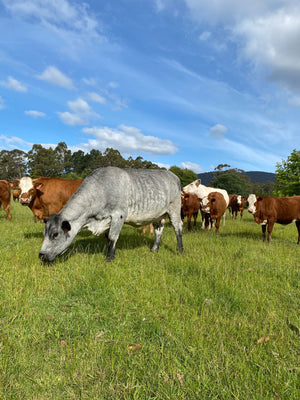 One of the many lush Tasmanian farms that raise and keep high quality animals.  100% Grass Fed free from preservatives, it's 100% natural.  We make award winning grass fed tasmanian beef tallow, beef dripping, our ghee has been voted the best and duck fat